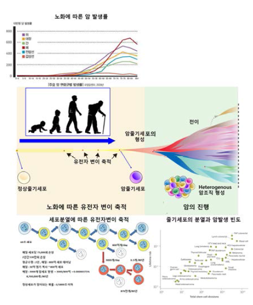노화로 인한 유전자 변이 축적 및 암발생