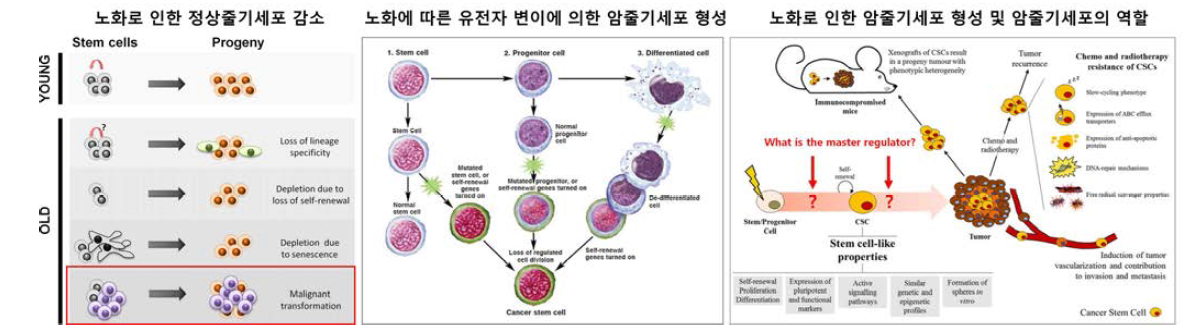 노화로 인한 암줄기세포 형성 및 암전이 재발 유도