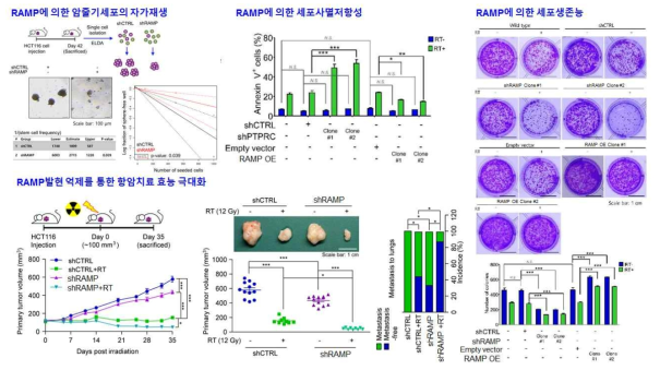 RAMP에 의한 암줄기세포의 증식과 사멸조절기전 규명