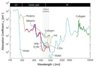 생체 주요성분과 주요 형광 물질의 광흡수 그래프