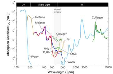 생체 주요 물질의 빛의 파장에 따른 광흡수 특성