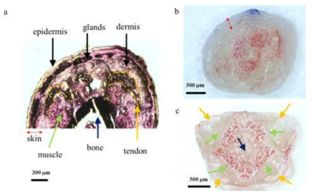 (a) 마우스 꼬리 단면의 염색 현미경 영상, (b) 마우스 꼬리 단면의 사진, (c) 마우스 꼬리 표피를 제거한 단면의 사진