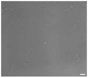 명시야 세포 및 펨토초 레이저의 초점 이미지