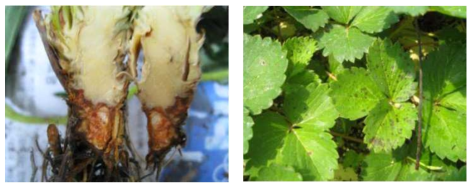 (a) 탄저병균 피해를 입은 딸기의 관부, (b) 병반이 형성된 딸기 잎