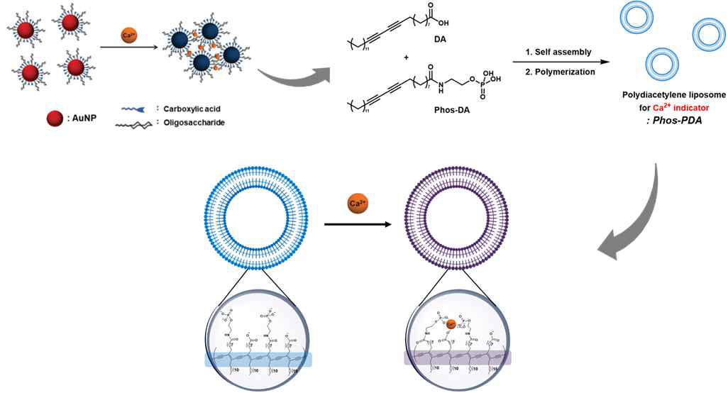 Mixed ligand 기능화를 도입한 polydiacetylene liposome (Phos-PDA)기반 칼슘 이온 비색 센서