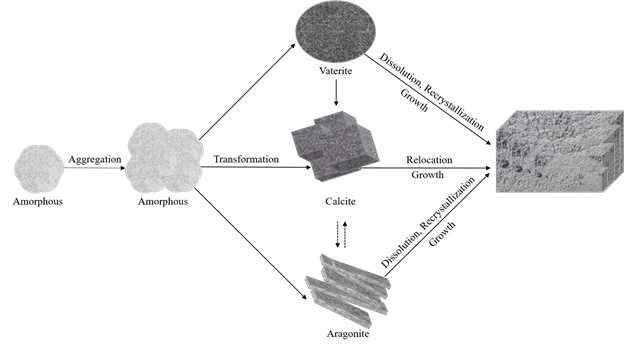칼슘 카보네이트 polymorph의 메커니즘