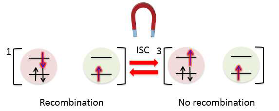 라디칼쌍의 전자스핀상태에 따라 재결합이 가능할 수도 있고 (단일항, singlet), 불가능할 수도 있음 (삼중항, triplet). 단일항상태와 삼중항상태의 비율은 외부자기장에 의해서 조절이 가능함.