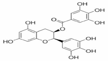 (- )-Epigallocatechin gallate(EGCG)의 구조