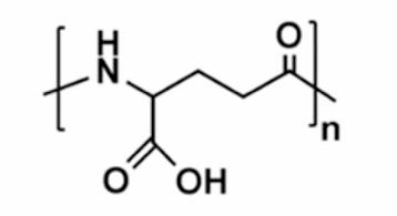 Poly-y-glutamic acid의 구조