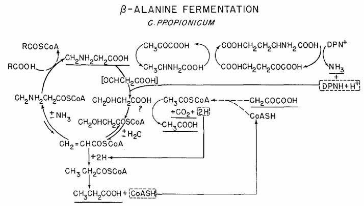 β-alanine으로부터 프로피온산 변환 경로.