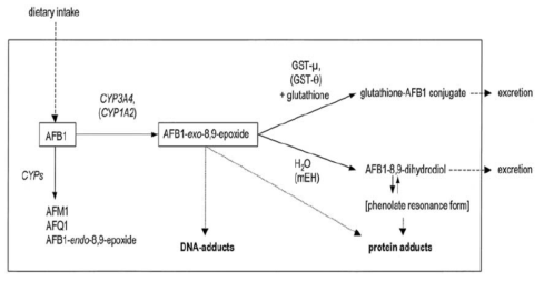 아플라톡신 B1의 주요 대사과정