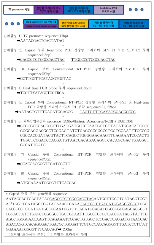 사포바이러스 Capsid 부위의 Conventional RT-PCR 양성대조군 gene 합성 sequence