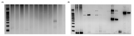 2번 실험법(A)과 One step-RT PCR(B)간 cDNA 합성비교