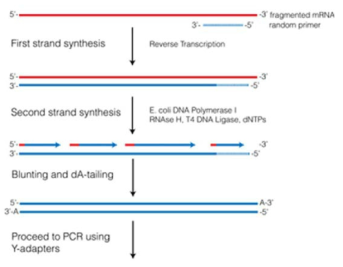 First, second strand cDNA합성 과정