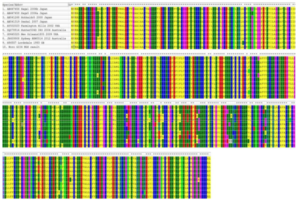 NGS GII.4의 VP1부분 염기서열과 variant간의 아미노산 상동성 분석