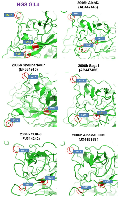 2006b variant들과 NGS GII.4의 VP1 구조 예측 모델에서 아미노산 잔기의 비교