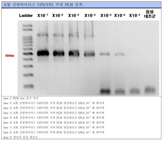 A형 간염바이러스 Conventional RT-PCR 표준양성대조군 PCR 결과