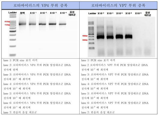 로타바이러스 Conventional RT-PCR 표준양성대조군 PCR 결과