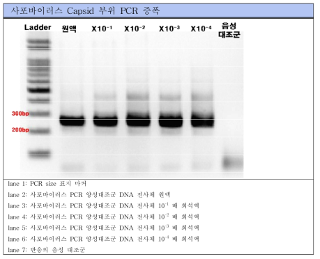 사포바이러스 Conventional RT-PCR 표준양성대조군 PCR 결과