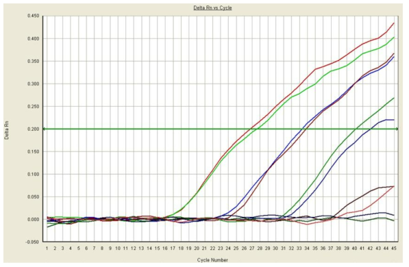 사포바이러스 Real-time PCR 표준양성대조군의 농도별 증폭곡선