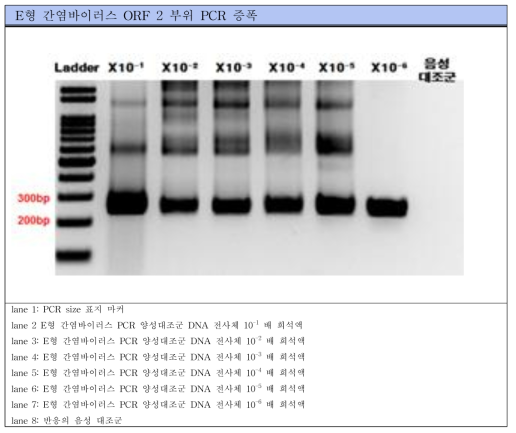E형 간염바이러스 Conventional RT-PCR 표준양성대조군 PCR 결과