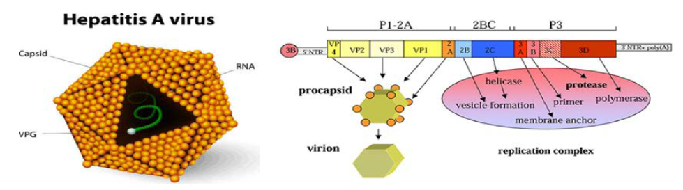 A형 간염바이러스의 형태 및 유전자 구조
