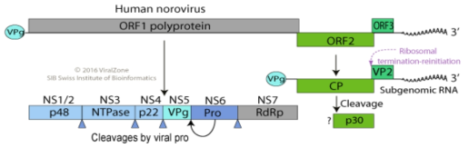 노로바이러스 genomic RNA 구조