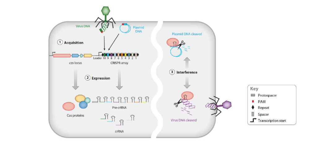 CRISPR-Cas 적응 면역시스템 과정