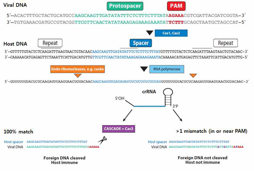 CRISPR-Cas 적응 면역시스템 기작