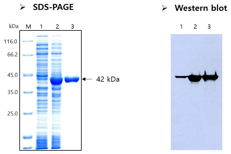 Recombinant APH4 protein
