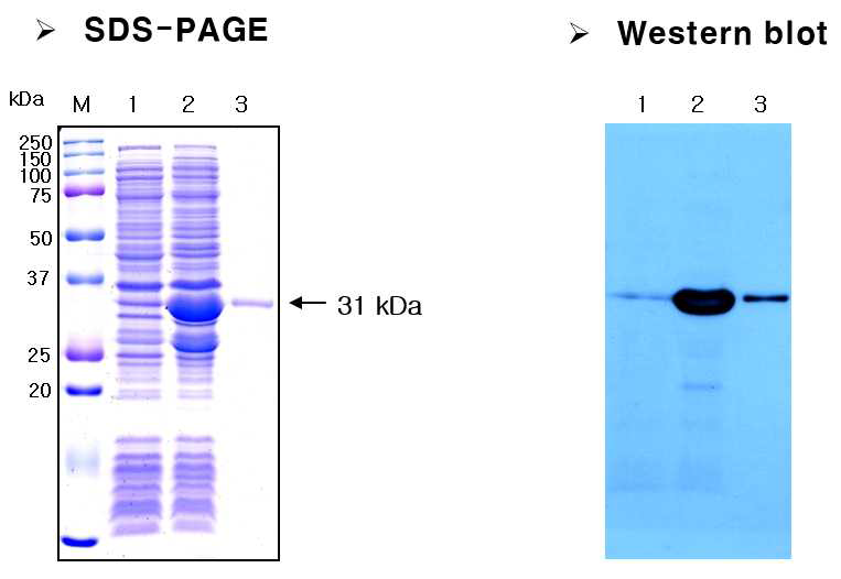 Recombinant Bla protein