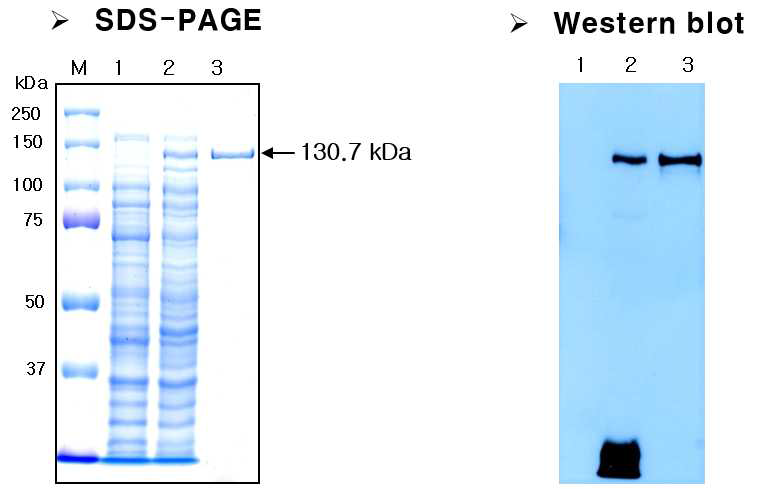 Recombinant Cry1Ac protein