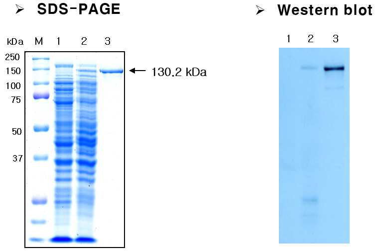 Recombinant Cry1Fv3 protein