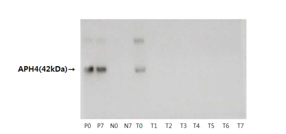 유전자변형면화 삽입발현단백질 APH4의 인공위액을 이용한 소화성시험 결과