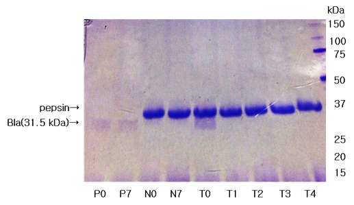 유전자변형옥수수 삽입발현단백질 Bla의 인공위액을 이용한 소화성시험 결과