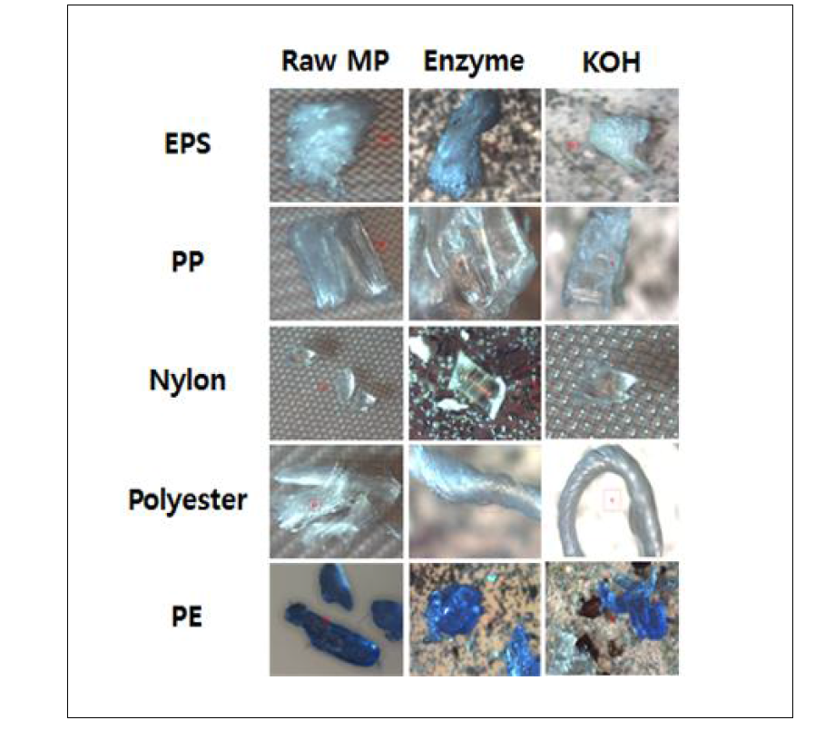 효소 분해법과 KOH 분해법의 플라스틱 입자 표면 변성 여부 비교