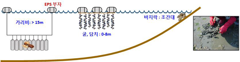 굴, 바지락, 담치, 가리비의 양식 모식도