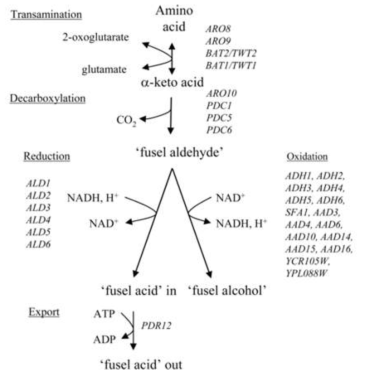 The Ehrlich pathway Catabolism of branched-chain amino acids(leucine, valine, and isoleucine), aromatic amino acids(phenyl alanine, tyrosine, and trytophan), and the sulfur-containing amino acid(methionine) leads to the formation of fusel alcohols