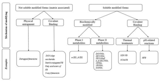 Main modified mycotoxin species and respective pathways.