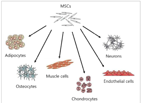 MSC로부터 분화되는 세포