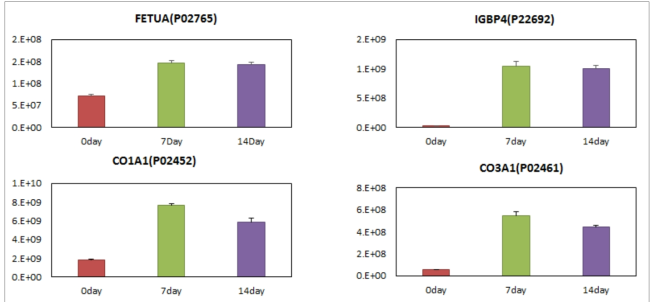 골격계 발달과 관련된 단백질의 미분화 및 분화 세포간 발현량 비교(상대정량)