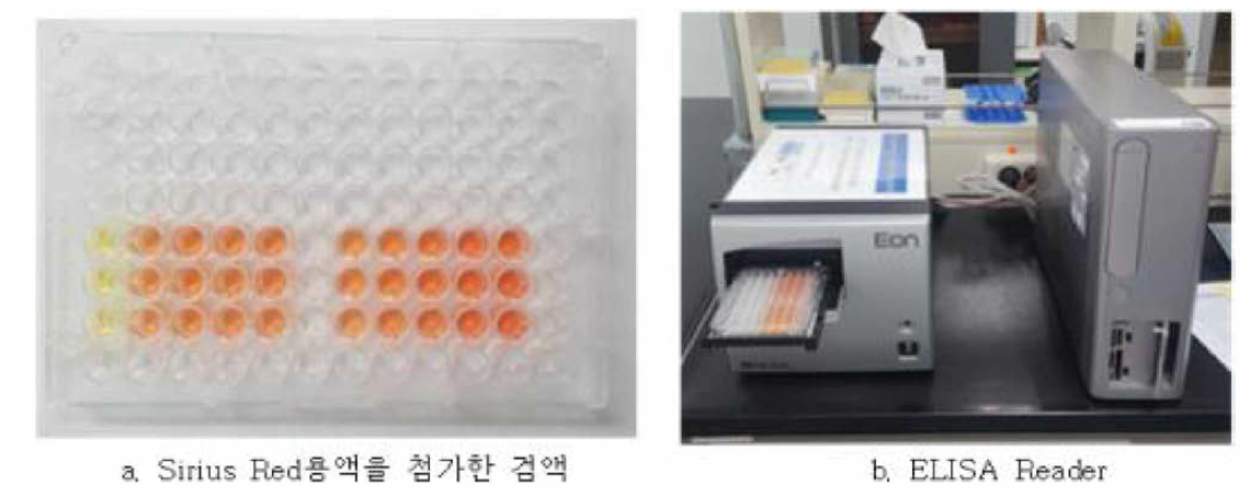 상층액을 ELISA Reader 를 통해 분석