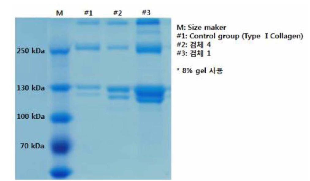콜라겐 타입 확인시험 결과