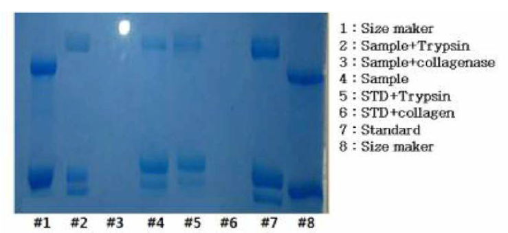 효소저항성시험 (SDS-PAGE) 결과