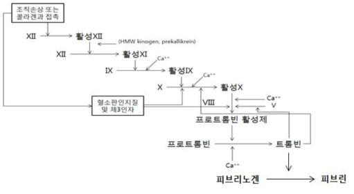 혈액응고기전