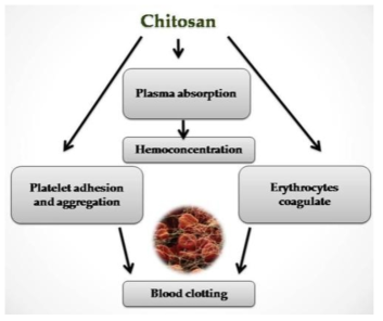 키토산의 지혈 작용 기전