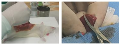 시험동물(Rat)의 복부 절개 및 신장 적출