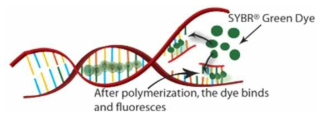 SYBR Green 작용 기작