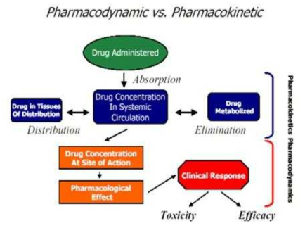 약동학과 약력학의 관계