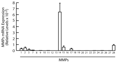 Baseal gene expression of MMP-1 family member in human skin